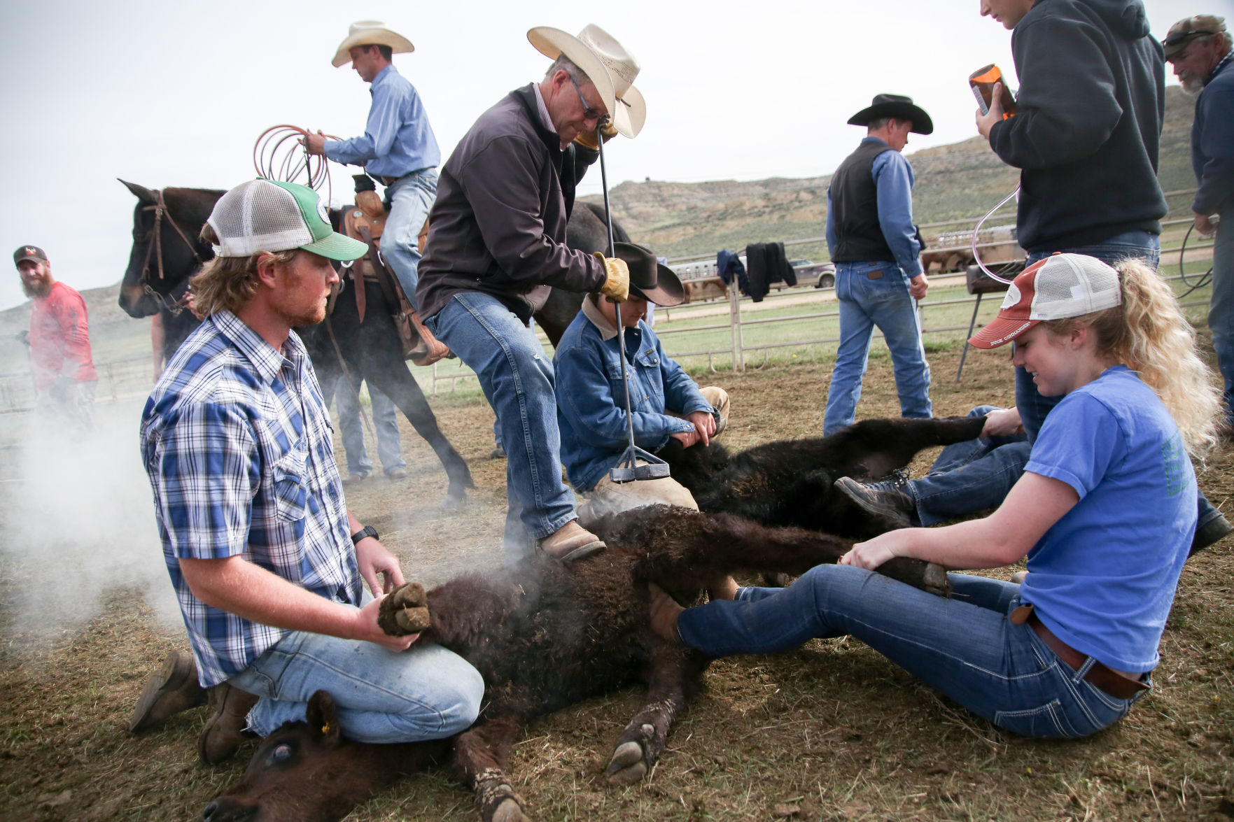Sheridan Cattle Branding